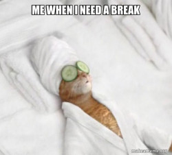 Pampered Cat Meme