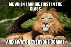 Contemplative Lion