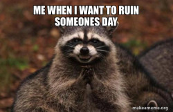 Evil Plotting Raccoon