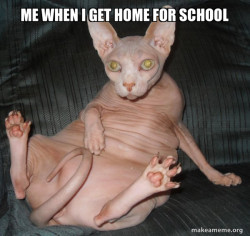 Hairless Cat