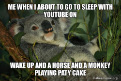 Laid Back Koala