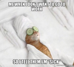 Pampered Cat Meme