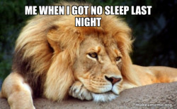 Confession Lion