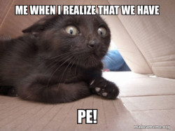 Schitzo Cat