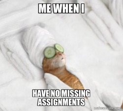 Pampered Cat Meme