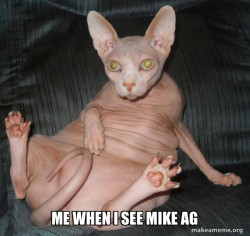 Hairless Cat