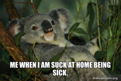 Laid Back Koala