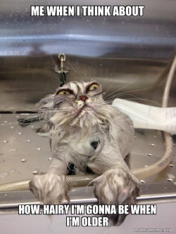 Cat Bath Returns