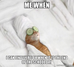 Pampered Cat Meme