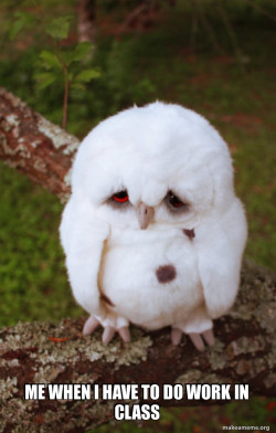 Sad Owl