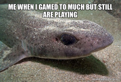Dirty Joke Dogfish