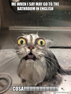 Cat bath
