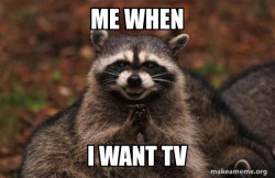 Evil Plotting Raccoon