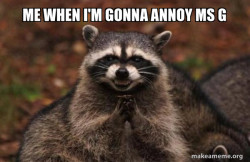 Evil Plotting Raccoon