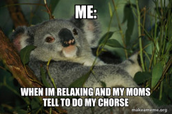 Laid Back Koala