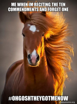 Ridiculously photogenic horse