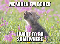 Baby Insanity Wolf