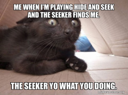 Schitzo Cat