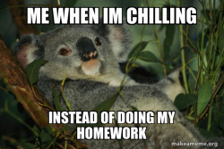 Laid Back Koala