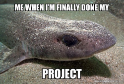 Dirty Joke Dogfish