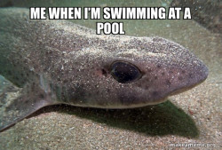 Dirty Joke Dogfish