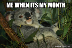 Laid Back Koala