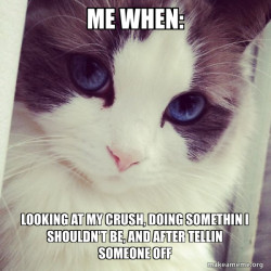 Ridiculously Photogenic Cat