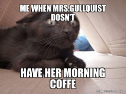 Schitzo Cat
