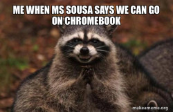 Evil Plotting Raccoon