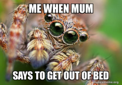 Hipster Spider
