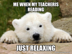 Popular Opinion Bear
