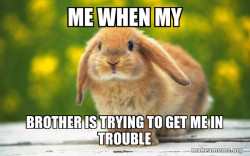 Regretful Rabbit