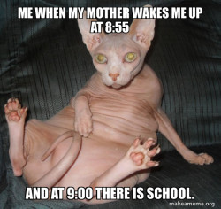 Hairless Cat