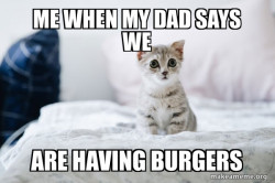 Cute Kitten