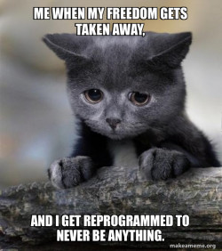 Confession Cat