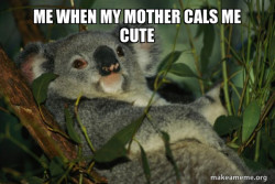 Laid Back Koala