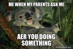 Laid Back Koala