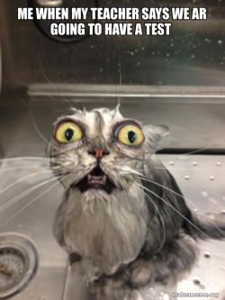 Cat bath