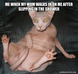 Hairless Cat