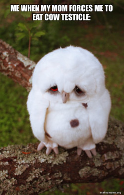 Sad Owl
