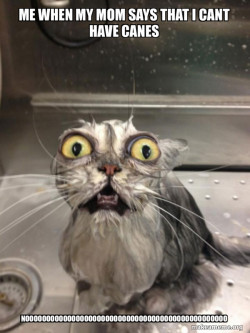 Cat bath