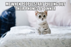 Cute Kitten