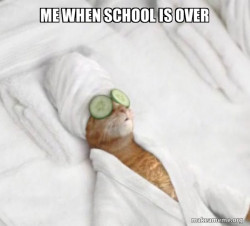 Pampered Cat Meme