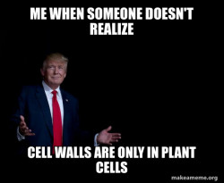 Trump Everything is FIne