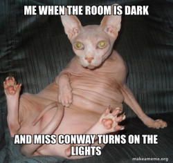 Hairless Cat