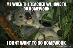 Laid Back Koala