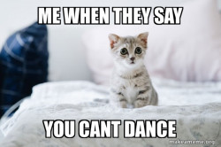 Cute Kitten