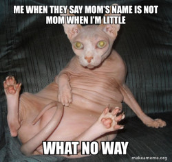 Suprised cat