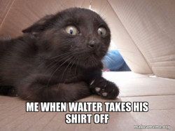 Schitzo Cat