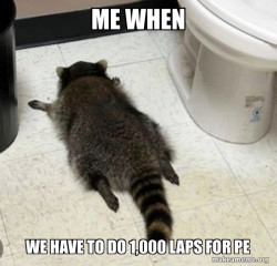 Drunk Raccoon